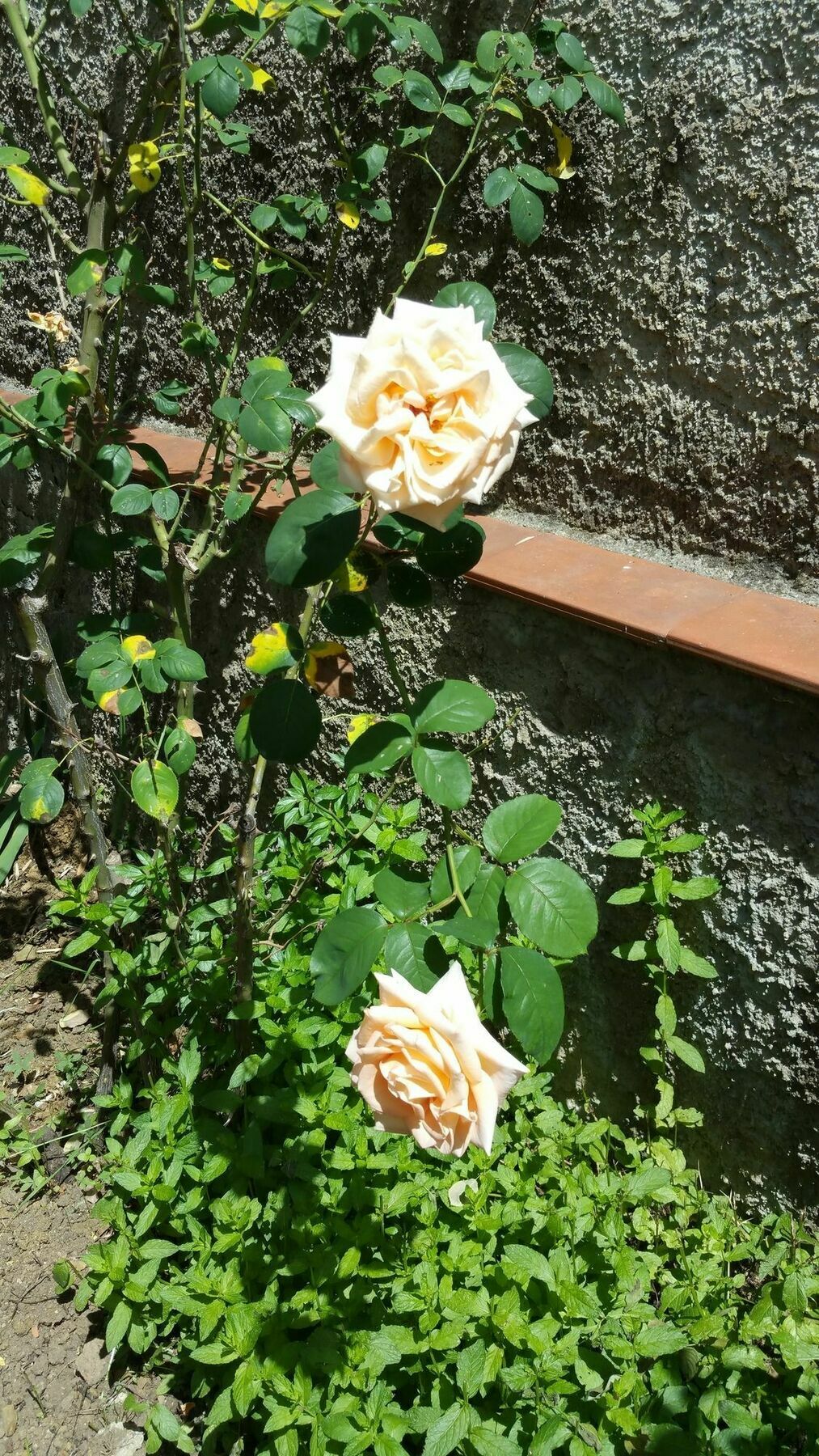La Villa Nei Fiori Firenze Bagian luar foto